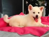 BEYAZ JAPON AKİTA INU YAVRULARİ İSTANBUL