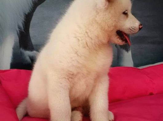 Beyaz Japon Aki̇ta Inu Yavrulari̇ İstanbul görsel