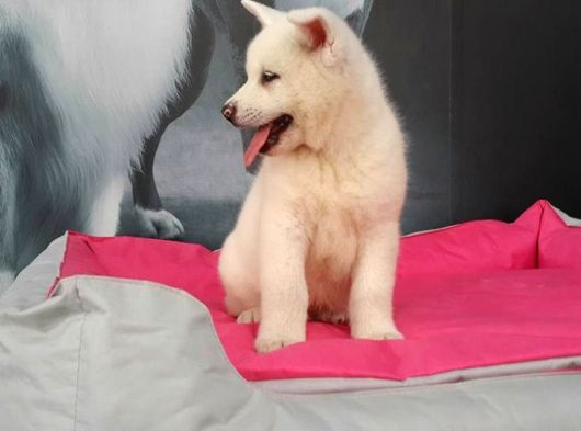 Beyaz Japon Aki̇ta Inu Yavrulari̇ İstanbul görsel