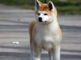 Japon Aki̇ta Inu Yavrulari̇ İstanbul