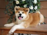 Japon Aki̇ta Inu Yavrulari̇ İstanbul