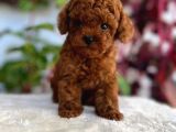 Orji̇nal Safkan Toy Poodle Bebekleri̇m