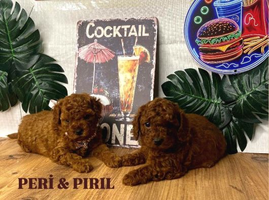 Mini̇ Kore Poodle Yavrularim görsel