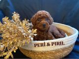 MiNİ KORE POODLE YAVRULARIM