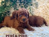 Mini̇ Kore Poodle Yavrularim