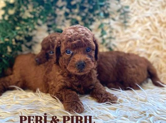 Mini̇ Kore Poodle Yavrularim görsel