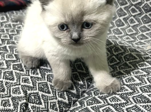 Scotısh Fold Yavrular