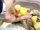 PrehistoricPets güvencesi ile Ele alışkın Cennet