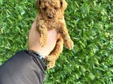 Aşılı Orjinal Toy Poddel Bebekler