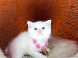 British Shorthair Bluepoint Ve Beyaz