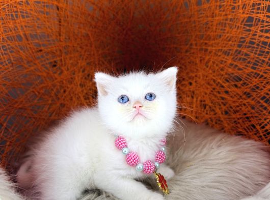 British Shorthair Bluepoint Ve Beyaz görsel