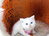 British Shorthair Bluepoint Ve Beyaz