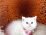 British Shorthair Bluepoint Ve Beyaz