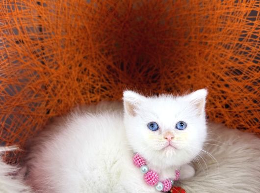 British Shorthair Bluepoint Ve Beyaz görsel