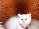 British Shorthair Bluepoint Ve Beyaz