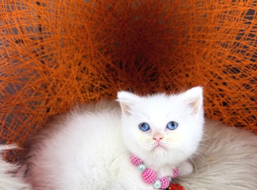 British Shorthair Bluepoint Ve Beyaz görsel