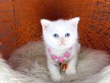British Shorthair Bluepoint Ve Beyaz