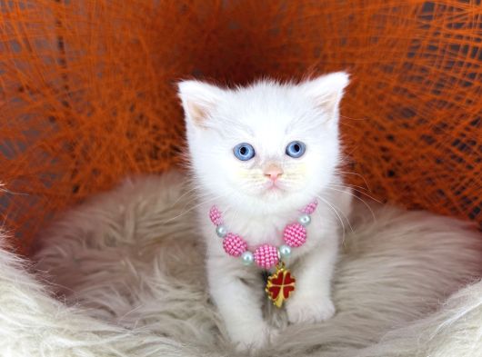 British Shorthair Bluepoint Ve Beyaz görsel