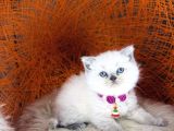 British Shorthair Bluepoint Ve Beyaz