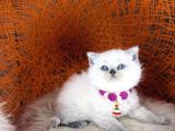 British Shorthair Bluepoint Ve Beyaz