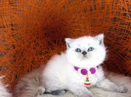 British Shorthair Bluepoint Ve Beyaz görsel