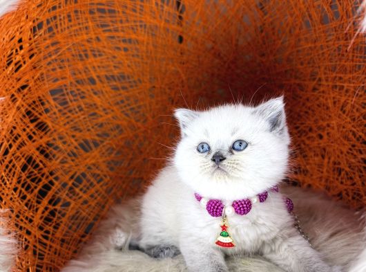 British Shorthair Bluepoint Ve Beyaz görsel