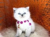 British Shorthair Bluepoint Ve Beyaz