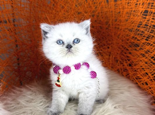 British Shorthair Bluepoint Ve Beyaz görsel
