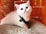 British Shorthair Kar Beyazı Yavrular