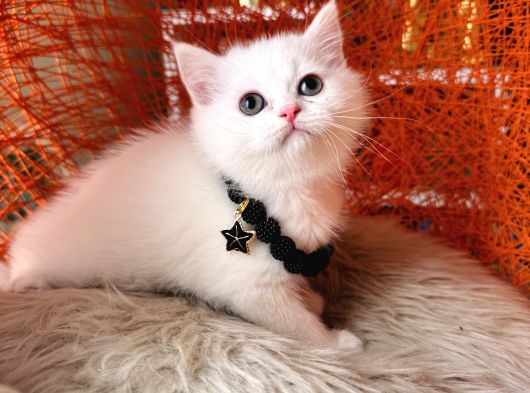 British Shorthair Kar Beyazı Yavrular görsel