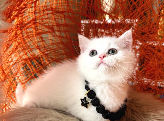 British Shorthair Kar Beyazı Yavrular görsel