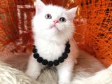 British Shorthair Kar Beyazı Yavrular