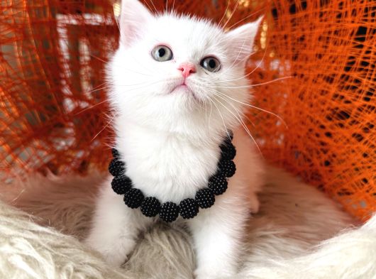 British Shorthair Kar Beyazı Yavrular görsel