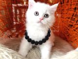 British Shorthair Kar Beyazı Yavrular