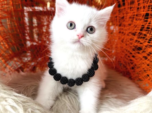 British Shorthair Kar Beyazı Yavrular görsel