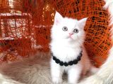 British shorthair Kar Beyazı Yavrular