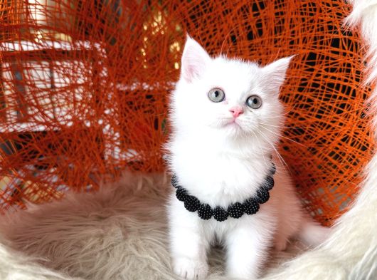 British Shorthair Kar Beyazı Yavrular