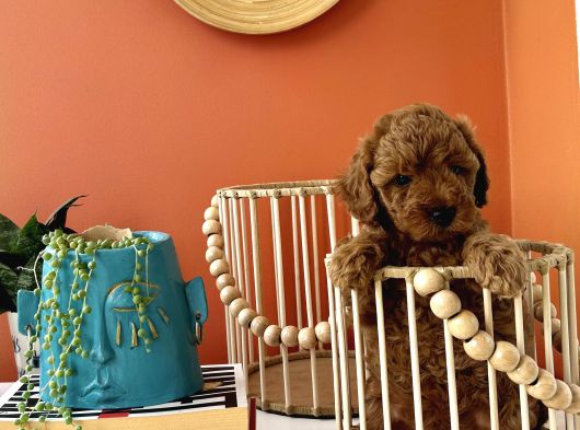 Cookie Ve Tarçının Bebekleri görsel