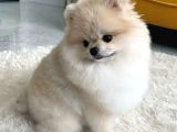 Teacup Pomerani̇an Bebekler