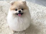 Teacup Pomerani̇an Bebekler