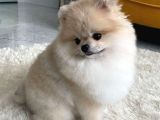 TEACUP POMERANİAN BEBEKLER