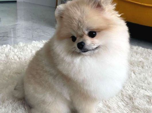 Teacup Pomerani̇an Bebekler