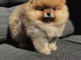 Teacup Pomerani̇an Bebekler
