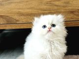 British longhair golden point ny1233