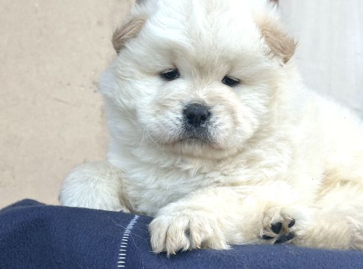 Ayı Surat Chow Chow görsel