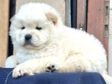 Ayı Surat Chow Chow