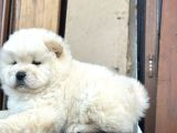 Ayı Surat Chow Chow