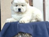 Ayı Surat Chow Chow