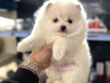 Pomeranian kar beyaz yavrularımız