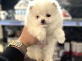Pomeranian kar beyaz yavrularımız